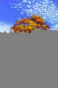 Танец мечей: Цветочный круг